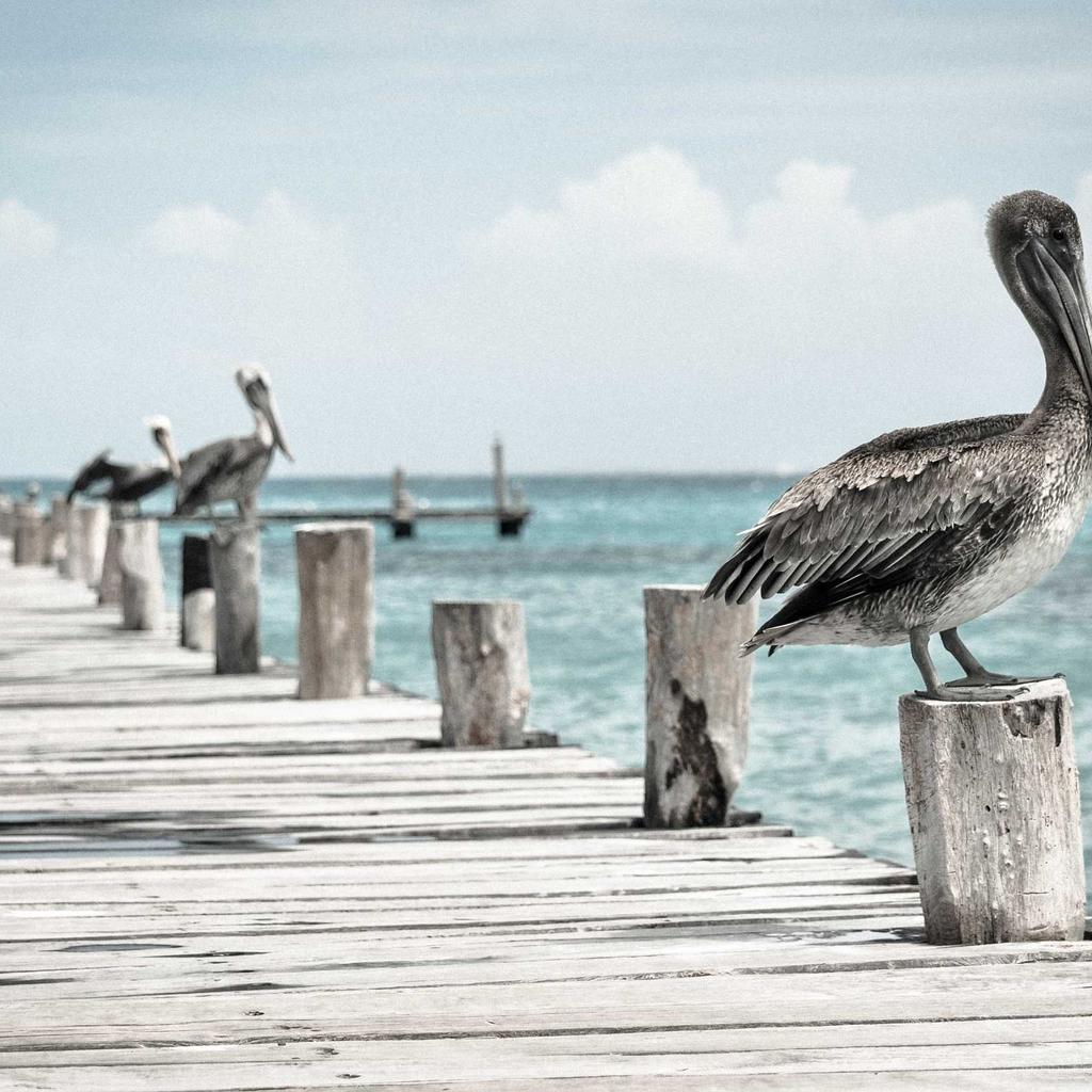 Grilling - professional stock photography