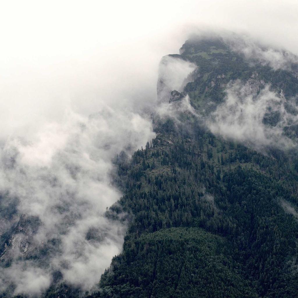 Herbs - professional stock photography