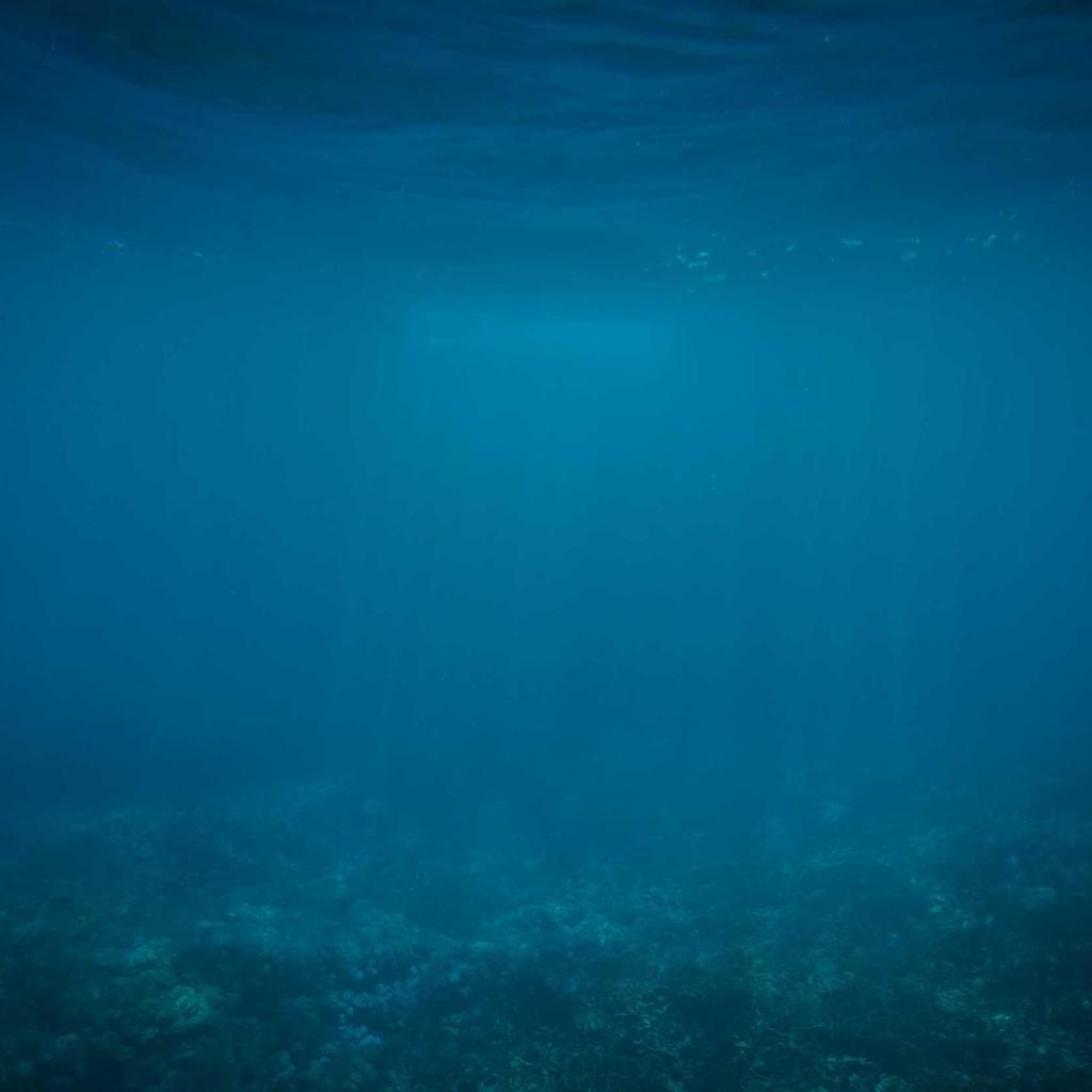 Herbs - professional stock photography