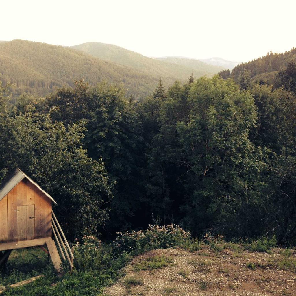 Pizza - professional stock photography
