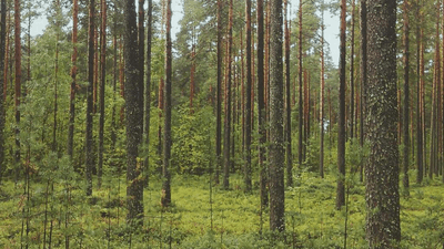 Salad - professional stock photography