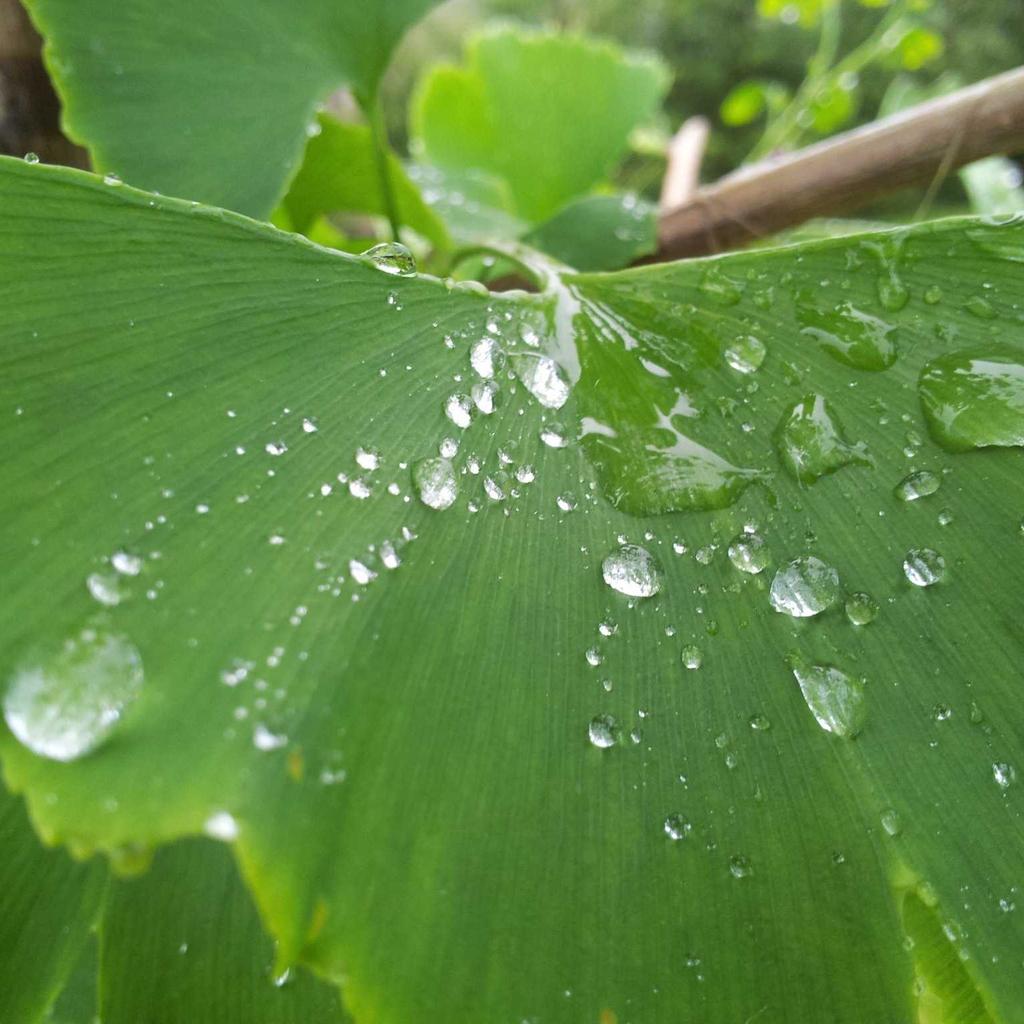 Smoothie - professional stock photography