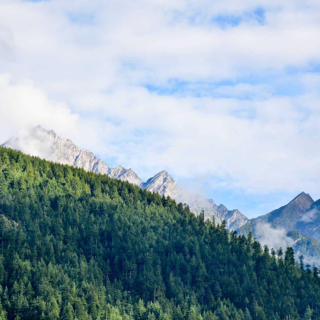 Smoothie - professional stock photography