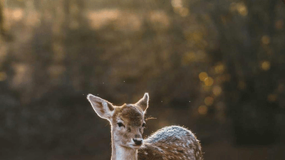 Soup - professional stock photography