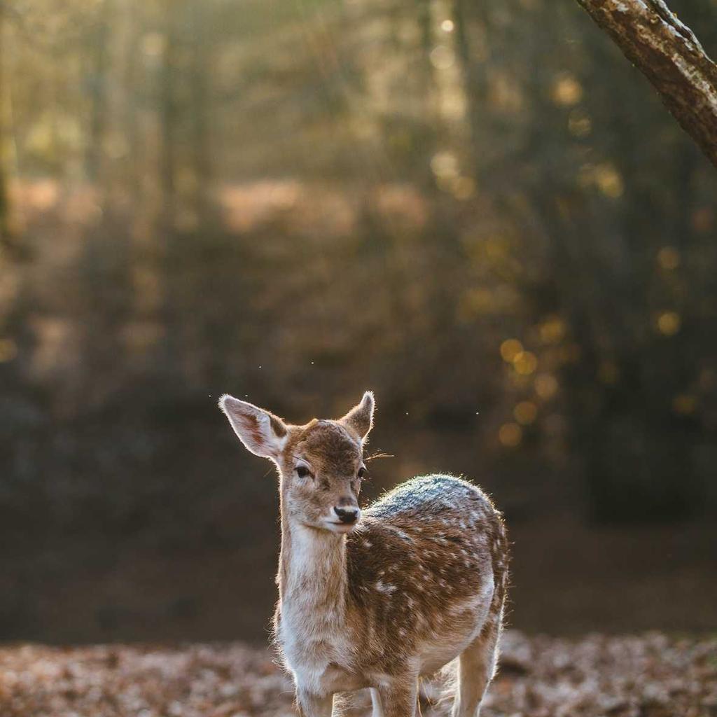 Soup - professional stock photography